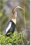 Anhinga_SharkValley_2006Jan_E0K5379 copy