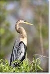 Anhinga_SharkValley_2006Jan_E0K5383 copy