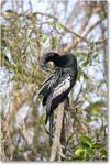 Anhinga_SharkValley_2006Jan_E0K5442 copy