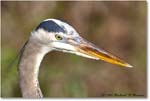 GreatBlueHeron_SharkValley_2006Jan_E0K5325 copy