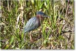 GreenHeron_SharkValley_2006Jan_E0K5552 copy