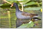 Moorhen_SharkValley_2006Jan_E0K5489 copy