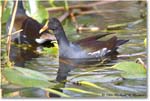 Moorhen_SharkValley_2006Jan_E0K5510 copy