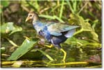 PurpleGallinule_SharkValley_2006Jan_E0K5529 copy