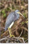 TricolorHeron_SharkValley_2006Jan_E0K5346 copy