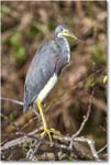 TricolorHeron_SharkValley_2006Jan_E0K5351 copy