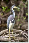 TricolorHeron_SharkValley_2006Jan_E0K5602 copy
