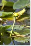 WaterLily_SharkValley_2006Jan_E0K5397 copy