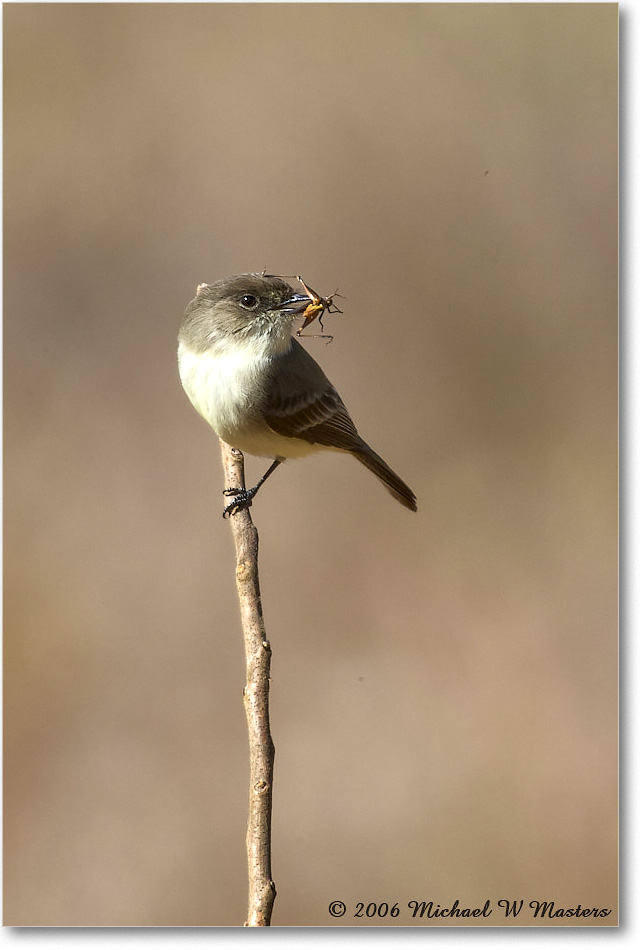 LeastFlycatcher_TallTimbers_2006Jan_E0K7152 copy