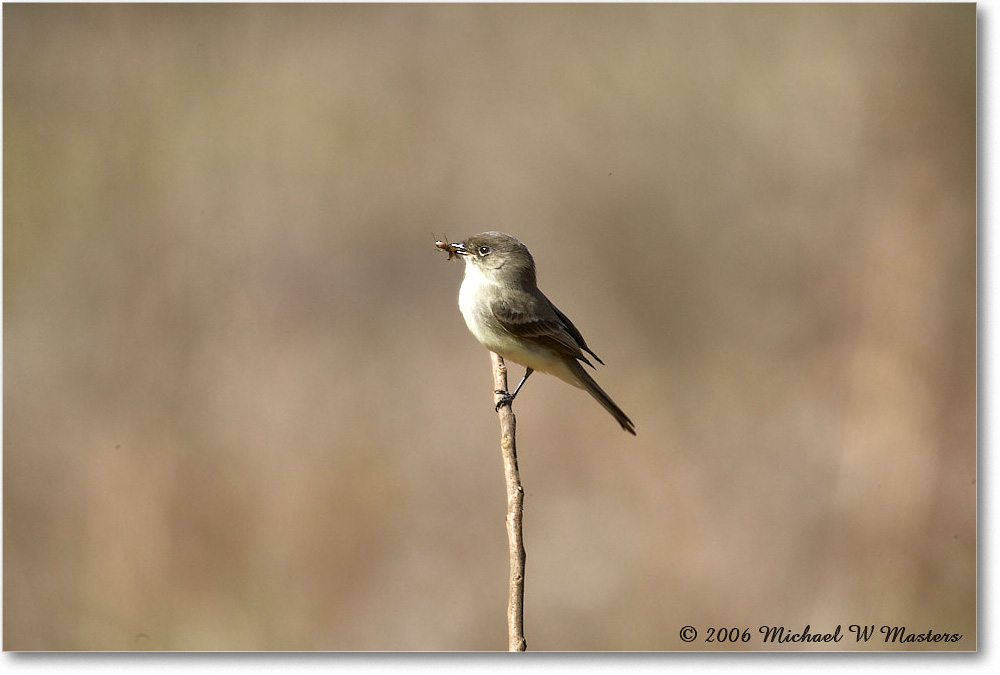 LeastFlycatcher_TallTimbers_2006Jan_E0K7158 copy