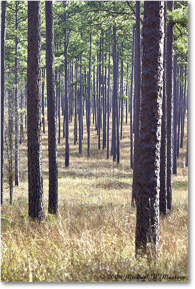 LongLeafPine_TallTimbers_2006Jan_Y2F7523 copy