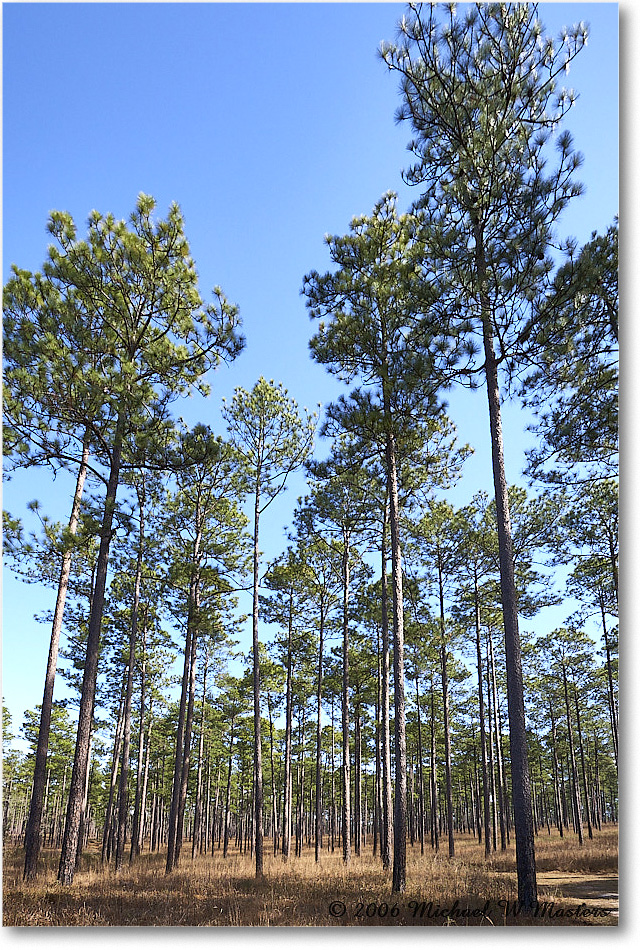 LongleafPines_TallTimbers_2006Jan_E0K7168 copy