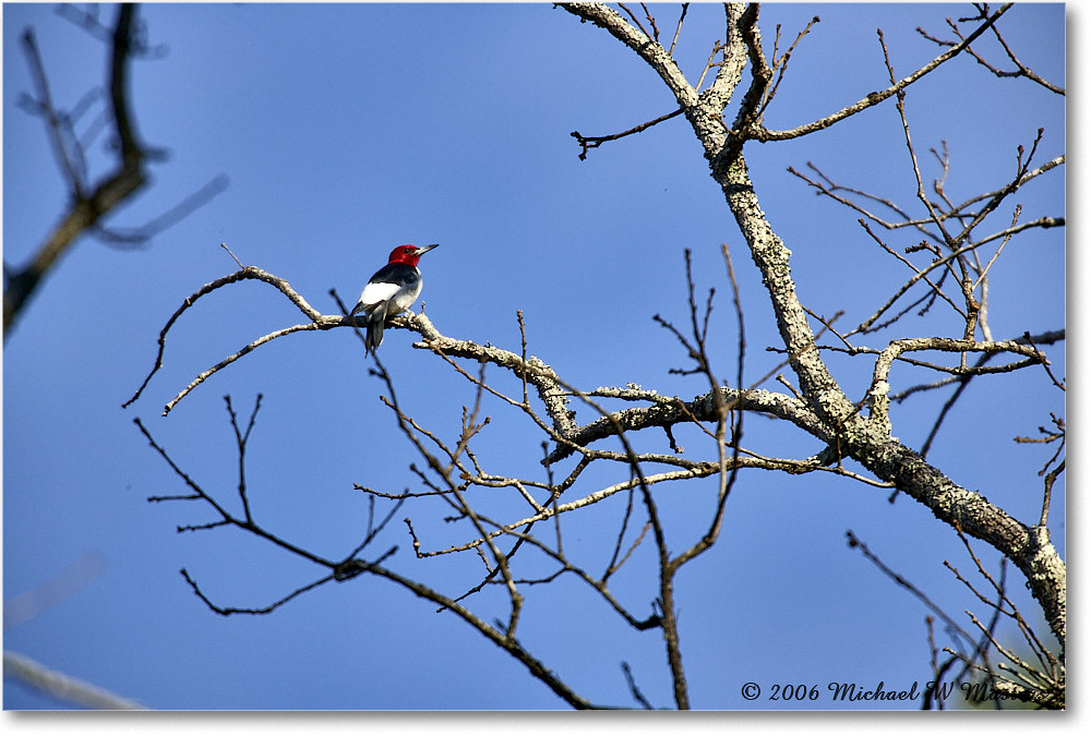 RedheadedWoodpecker_TallTimbers_2006Jan_E0K7079 copy