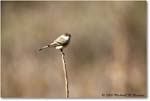 LeastFlycatcher_TallTimbers_2006Jan_E0K7147 copy
