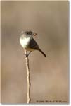 LeastFlycatcher_TallTimbers_2006Jan_E0K7152 copy