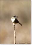 LeastFlycatcher_TallTimbers_2006Jan_E0K7153 copy