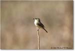 LeastFlycatcher_TallTimbers_2006Jan_E0K7158 copy