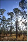 LongleafPines_TallTimbers_2006Jan_E0K7119 copy