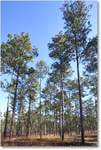 LongleafPines_TallTimbers_2006Jan_E0K7168 copy