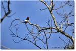 RedheadedWoodpecker_TallTimbers_2006Jan_E0K7079 copy