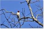 RedheadedWoodpecker_TallTimbers_2006Jan_E0K7093 copy
