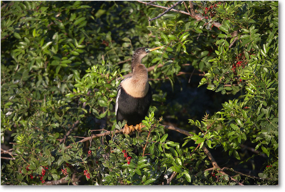 Anhinga_VeniceRookery_2006Jan_E0K6728 copy