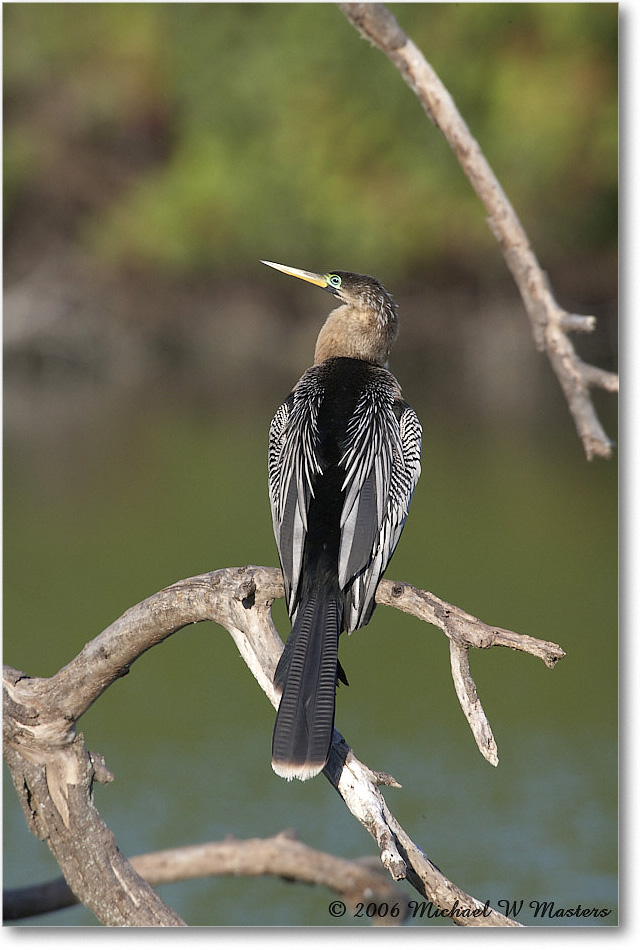 Anhinga_VeniceRookery_2006Jan_E0K6753 copy