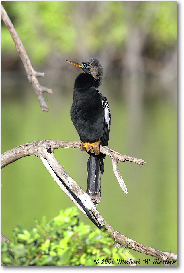 Anhinga_VeniceRookery_2006Jan_E0K6910 copy