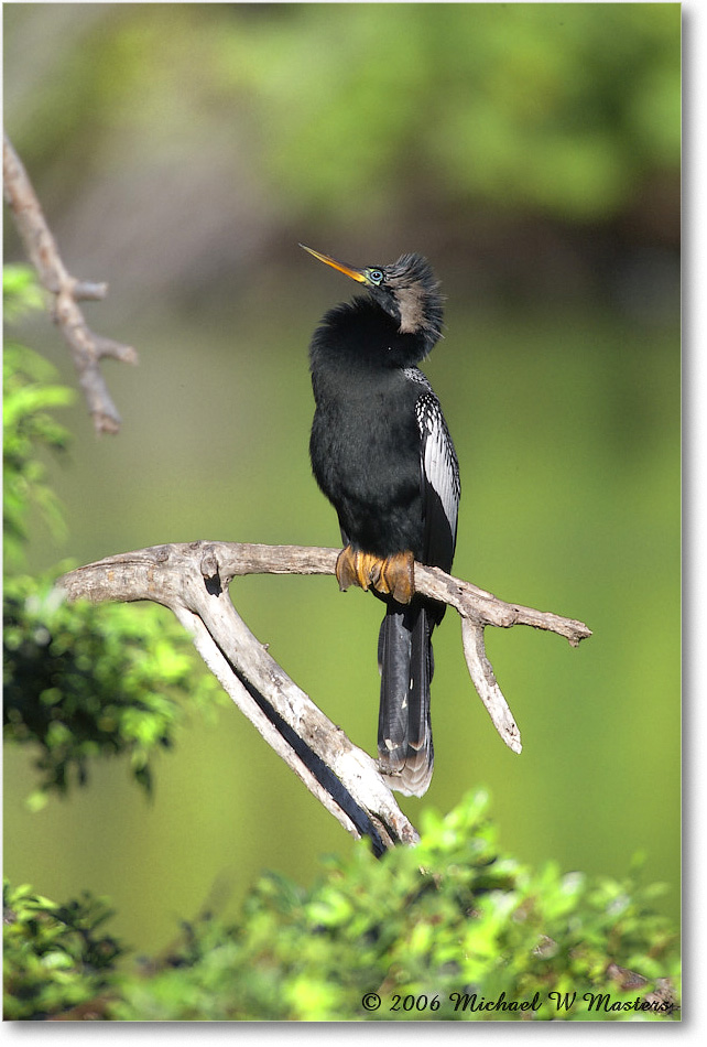 Anhinga_VeniceRookery_2006Jan_E0K6982 copy
