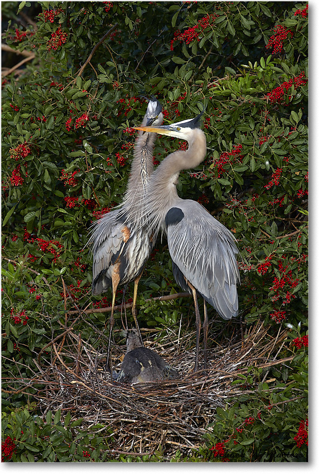 GreatBlueHeron_VeniceRookery_2006Jan_E0K5131 copy