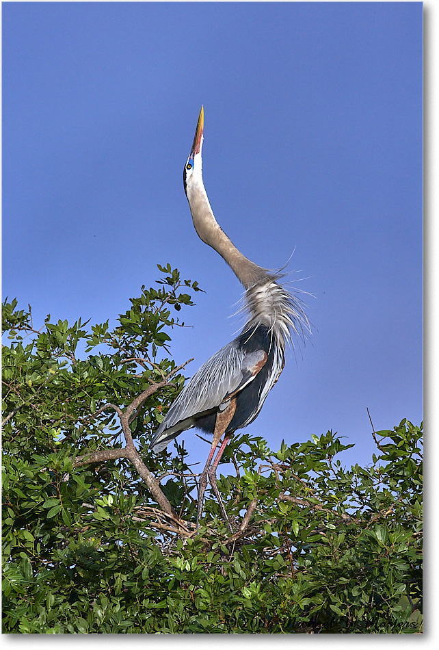 GreatBlueHeron_VeniceRookery_2006Jan_E0K5133 copy