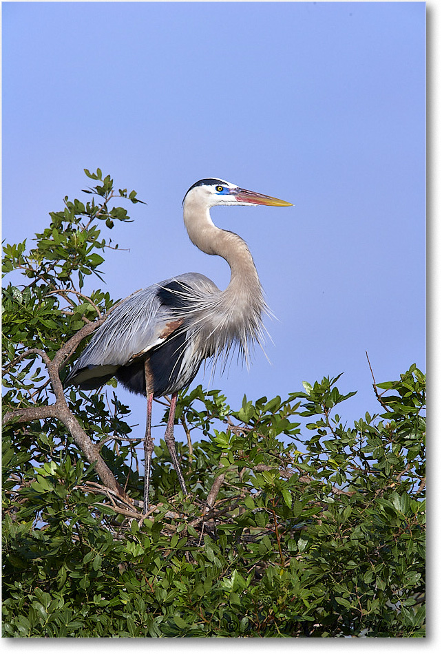 GreatBlueHeron_VeniceRookery_2006Jan_E0K5157 copy