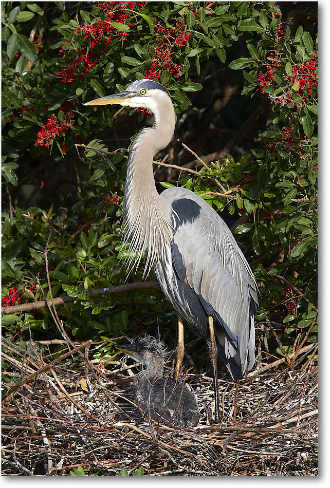 GreatBlueHeron_VeniceRookery_2006Jan_E0K5167 copy
