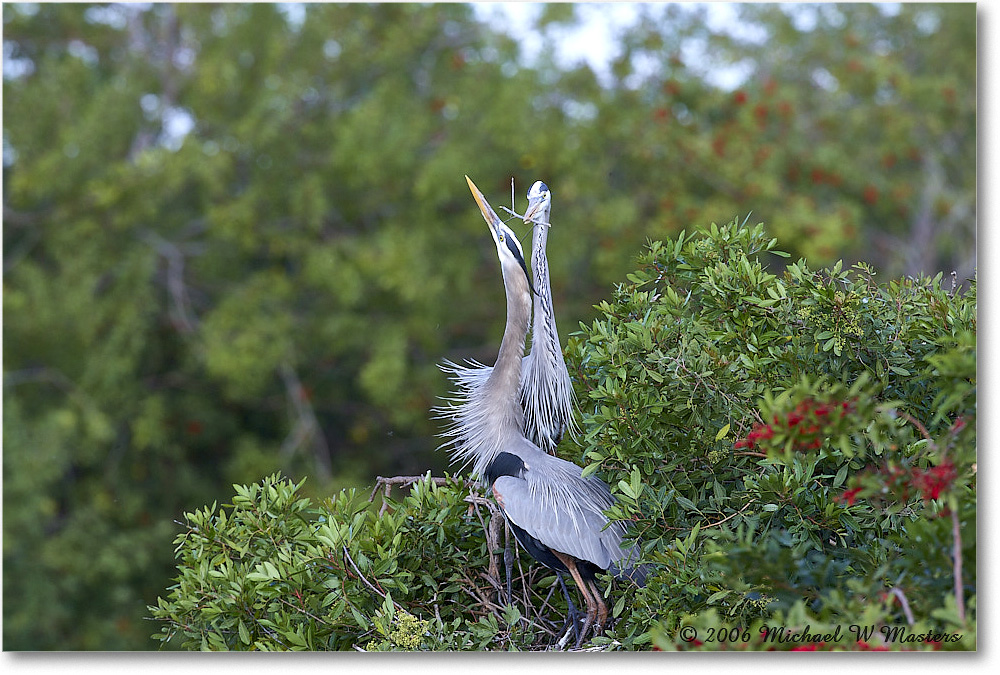 GreatBlueHeron_VeniceRookery_2006Jan_E0K5199 copy