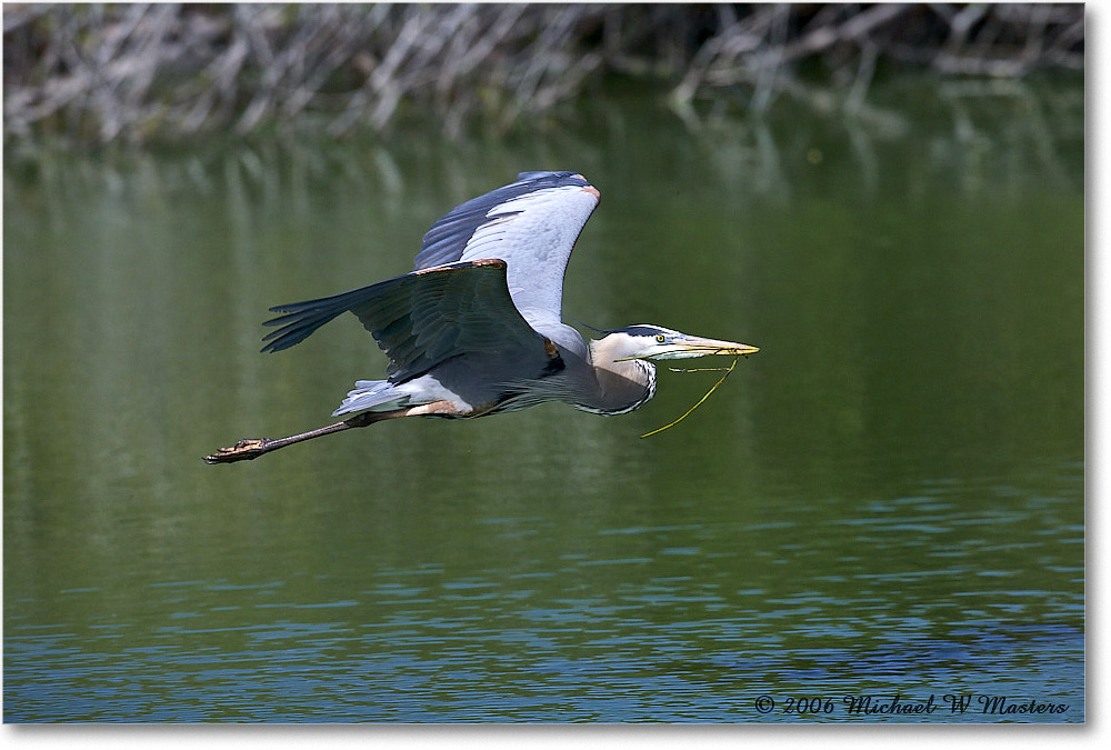 GreatBlueHeron_VeniceRookery_2006Jan_E0K5254 copy