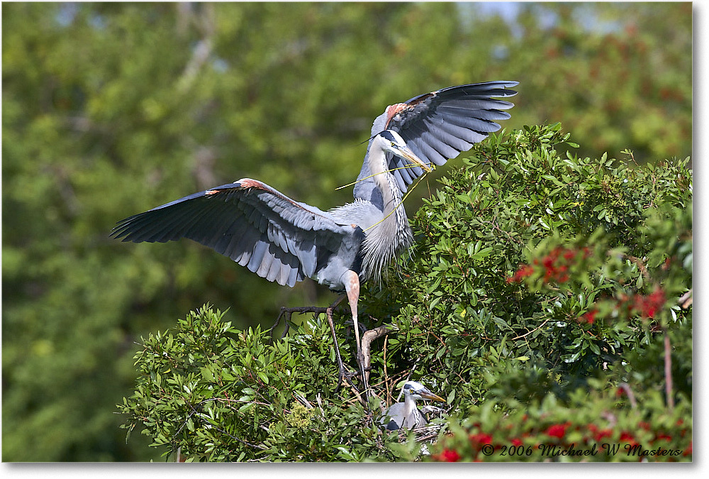 GreatBlueHeron_VeniceRookery_2006Jan_E0K5262 copy