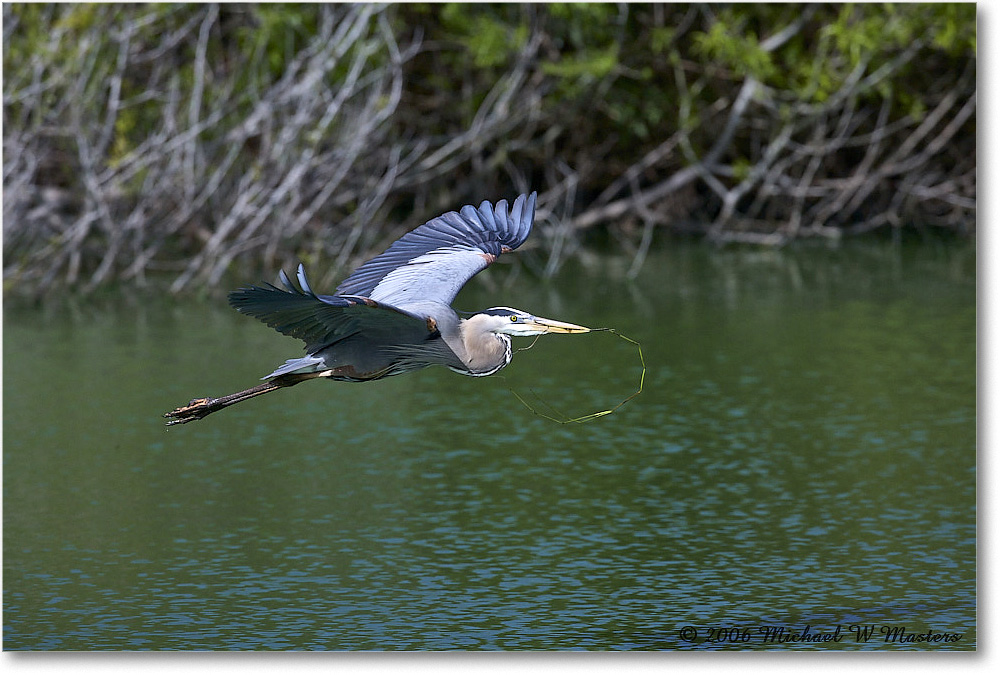 GreatBlueHeron_VeniceRookery_2006Jan_E0K5271 copy