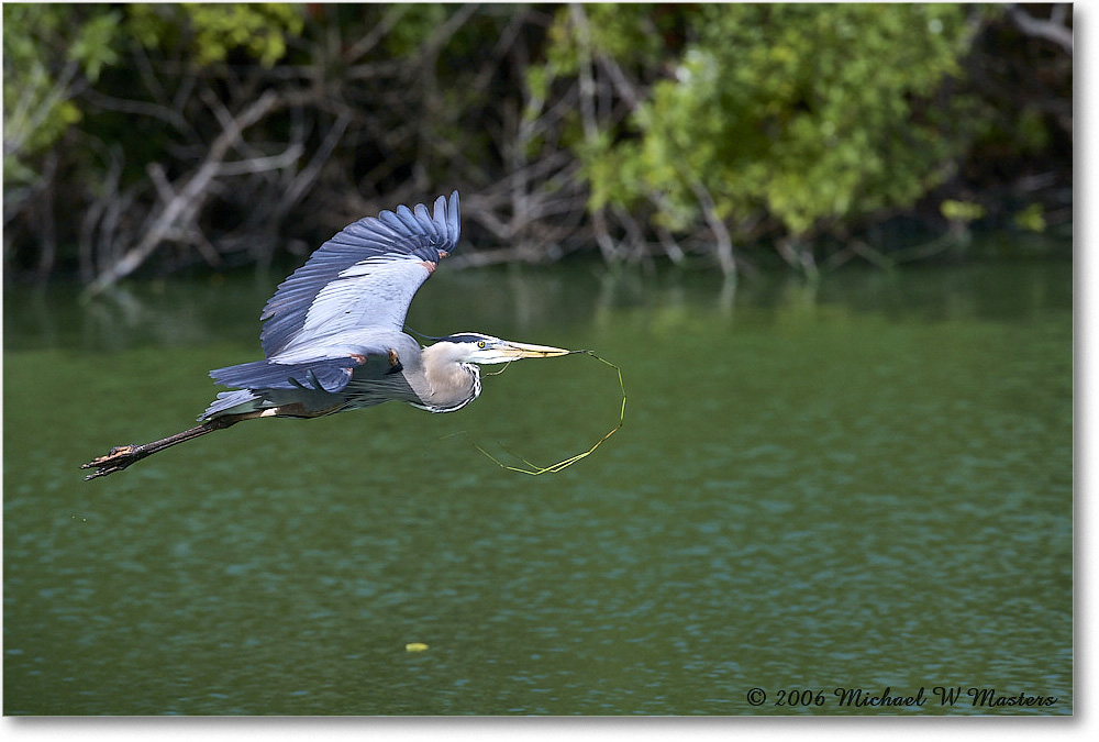GreatBlueHeron_VeniceRookery_2006Jan_E0K5274 copy