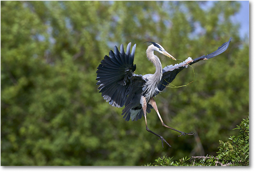 GreatBlueHeron_VeniceRookery_2006Jan_E0K5282 copy