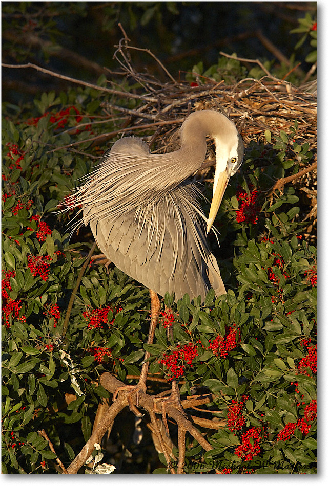 GreatBlueHeron_VeniceRookery_2006Jan_E0K6665 copy