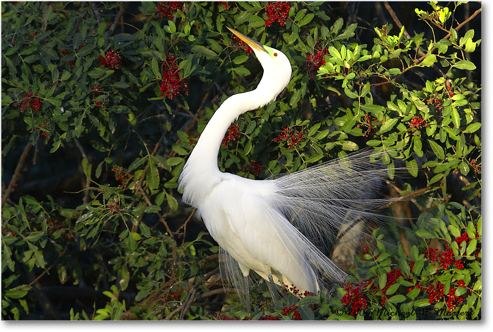 GreatEgret_VeniceRookery_2006Jan_E0K6659 copy