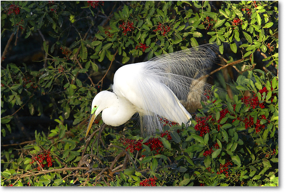 GreatEgret_VeniceRookery_2006Jan_E0K6661 copy