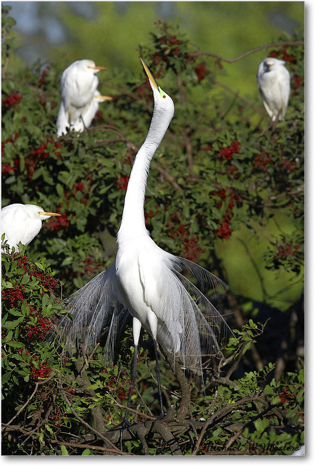 GreatEgret_VeniceRookery_2006Jan_E0K6826 copy