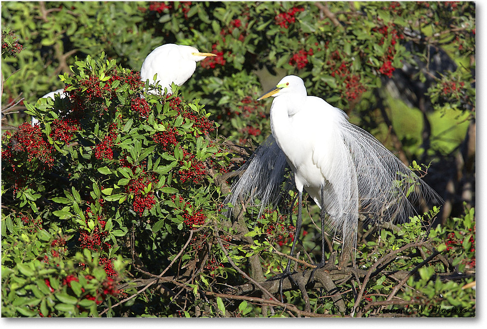 GreatEgret_VeniceRookery_2006Jan_E0K6829 copy