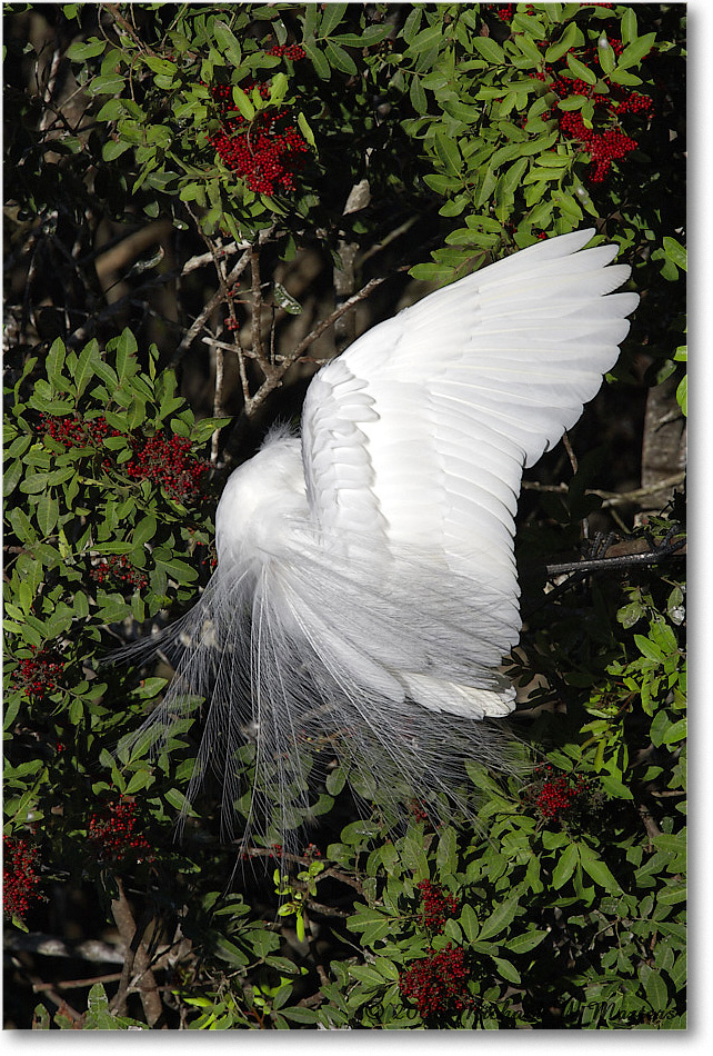 GreatEgret_VeniceRookery_2006Jan_E0K6882 copy