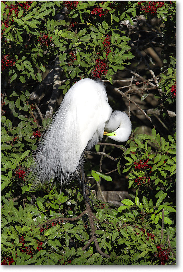 GreatEgret_VeniceRookery_2006Jan_E0K6885 copy