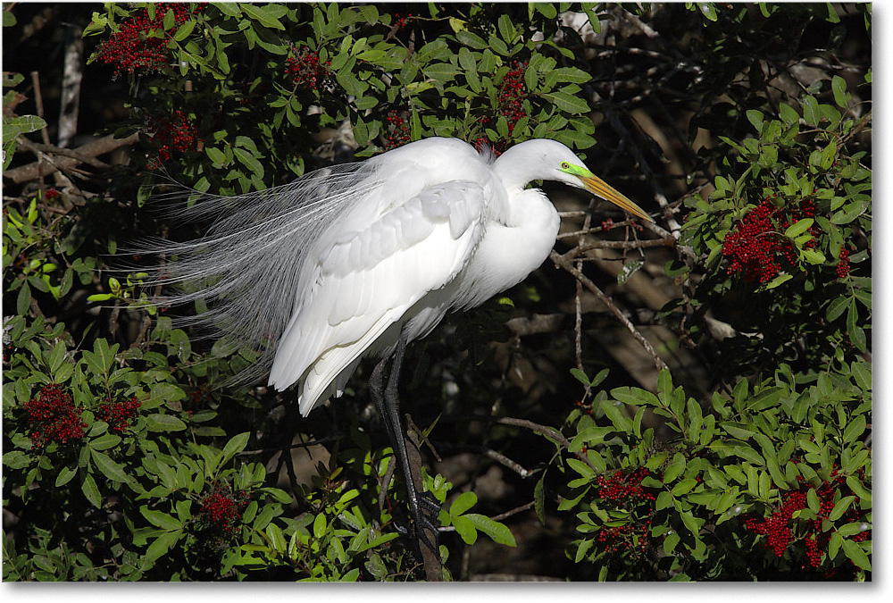 GreatEgret_VeniceRookery_2006Jan_E0K6904 copy