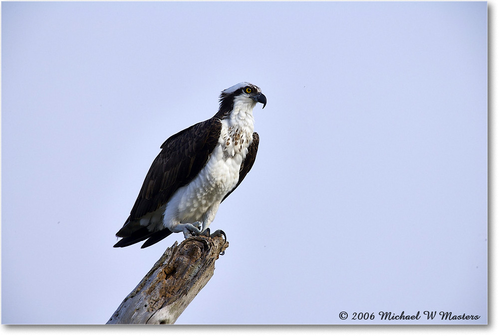 Osprey_VeniceRookery_2006Jan_E0K5113 copy