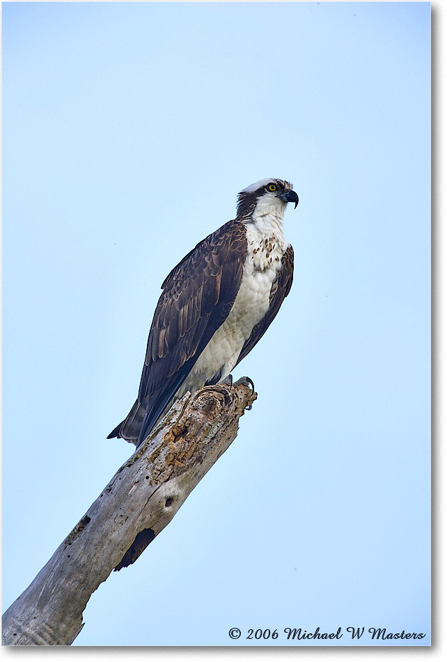 Osprey_VeniceRookery_2006Jan_E0K5119 copy