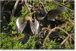 Anhinga_VeniceRookery_2006Jan_E0K6722 copy